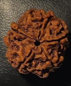 Alternative view of 5 Mukhi Rudraksha - Nepal