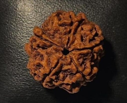 5 Mukhi Rudraksha - Nepal - Image 2