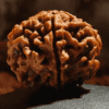 5 Mukhi Rudraksha - Nepal