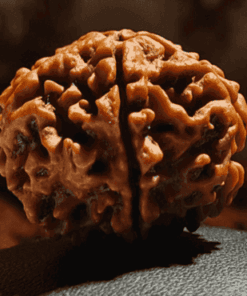 5 Mukhi Rudraksha - Nepal