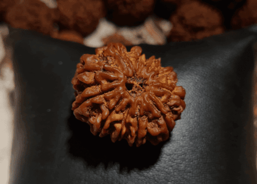 11 Mukhi Rudraksha - Nepal - Image 2