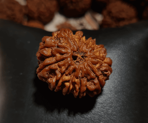 Alternative view of 11 Mukhi Rudraksha