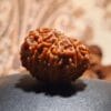 11 Mukhi Rudraksha - Nepal