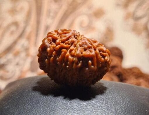 11 Mukhi Rudraksha - Nepal