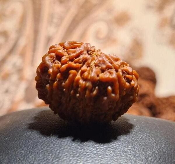 11 Mukhi Rudraksha