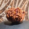 Ganesha Rudraksha - Nepal