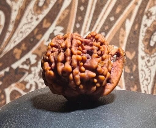 Ganesha Rudraksha - Nepal