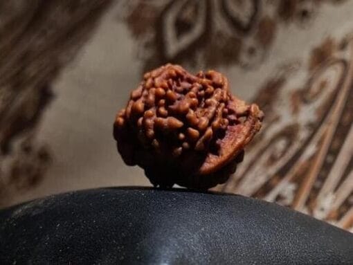 Ganesha Rudraksha - Nepal - Image 2