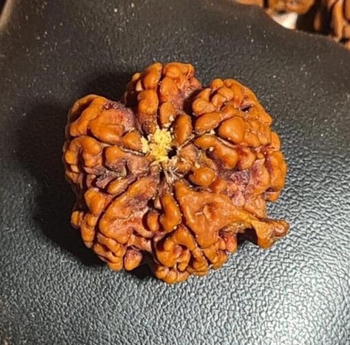 Ganesha Rudraksha - Nepal - Image 3