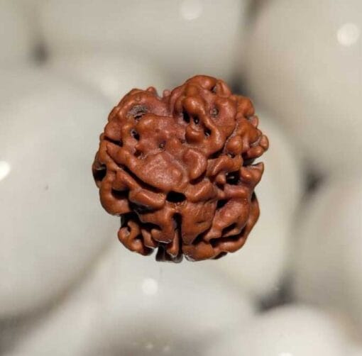 3 Mukhi Rudraksha