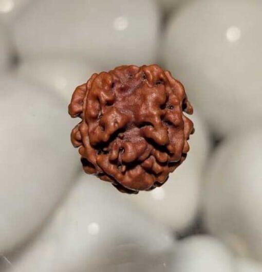 3 Mukhi Rudraksha - Nepal - Image 3