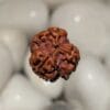 3 Mukhi Rudraksha