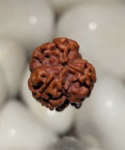 3 Mukhi Rudraksha