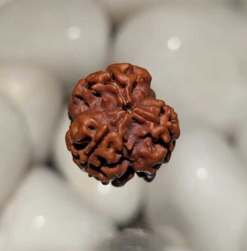 3 Mukhi Rudraksha