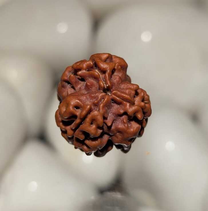 3 Mukhi Rudraksha