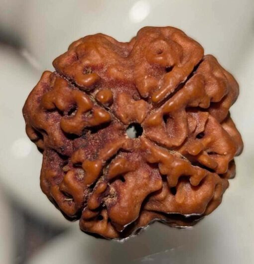 4 Mukhi Rudraksha - Nepal - Image 3