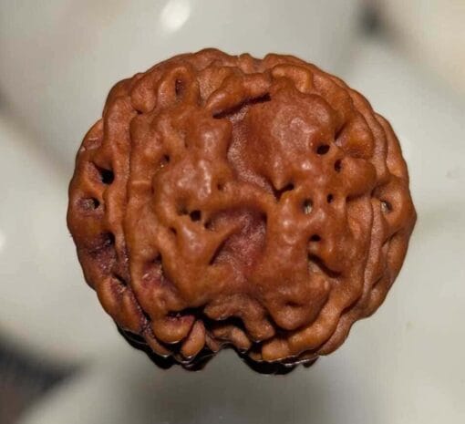 4 Mukhi Rudraksha - Nepal - Image 2