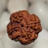 4 Mukhi Rudraksha - Nepal