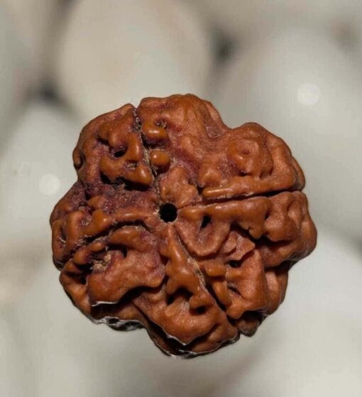 4 Mukhi Rudraksha - Nepal