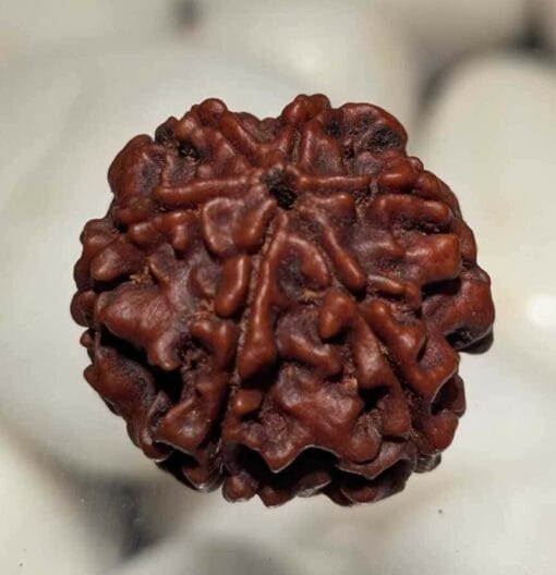 6 Mukhi Rudraksha - Nepal - Image 2