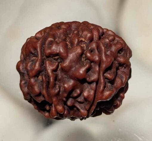 6 Mukhi Rudraksha - Nepal - Image 3