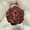 6 Mukhi Rudraksha - Nepal