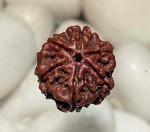 6 Mukhi Rudraksha - Nepal