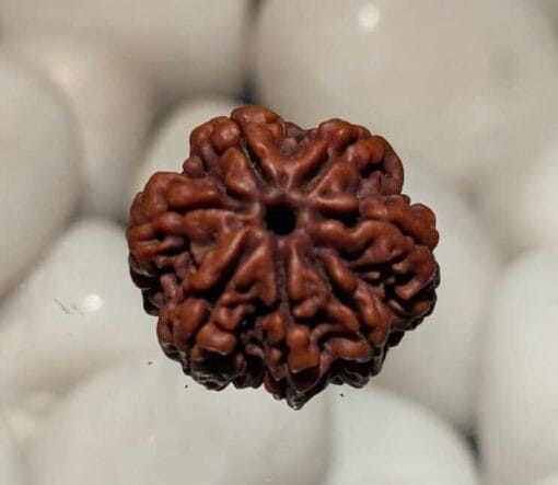 7_mukhi_rudraksha