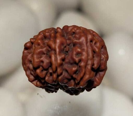 7 Mukhi Rudraksha - Nepal - Image 3