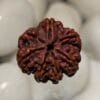 7 Mukhi Rudraksha - Nepal
