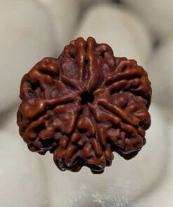 7 Mukhi Rudraksha - Nepal