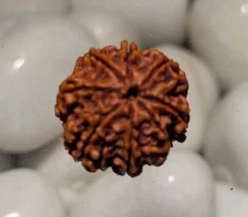 8 Mukhi Rudraksha - Nepal - Image 2