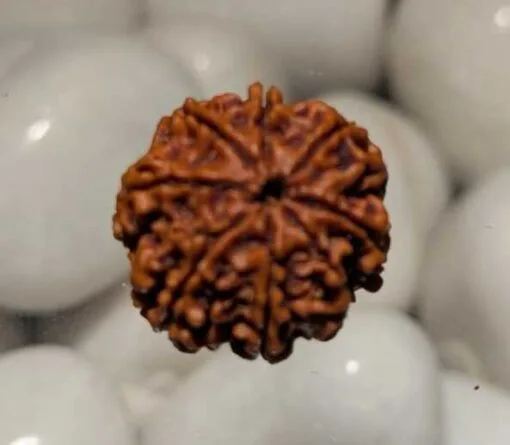 8 Mukhi Rudraksha - Nepal - Image 2