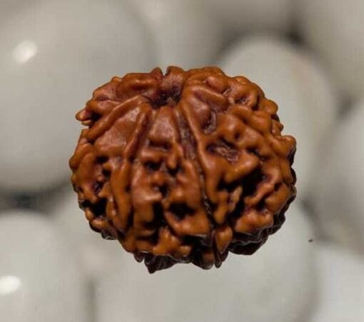 8 Mukhi Rudraksha - Nepal - Image 3