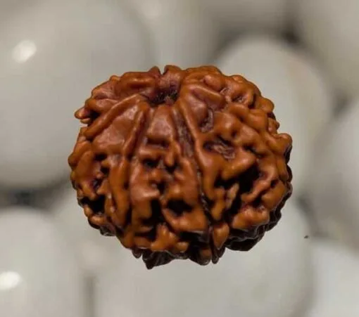 8 Mukhi Rudraksha - Nepal - Image 3
