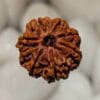 8 Mukhi Rudraksha - Nepal