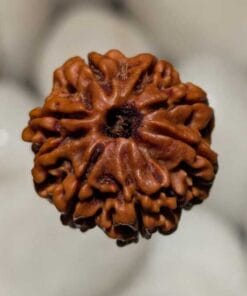 8 Mukhi Rudraksha - Nepal