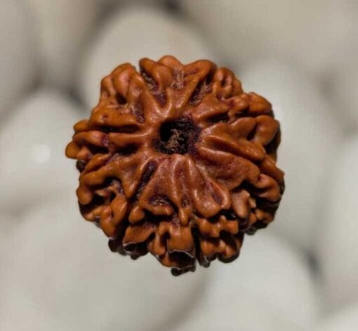 8 Mukhi Rudraksha - Nepal