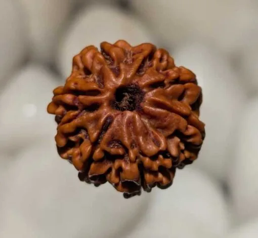 8 Mukhi Rudraksha - Nepal