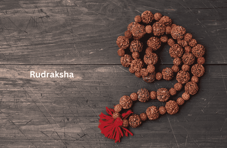 19 Mukhi Rudraksha