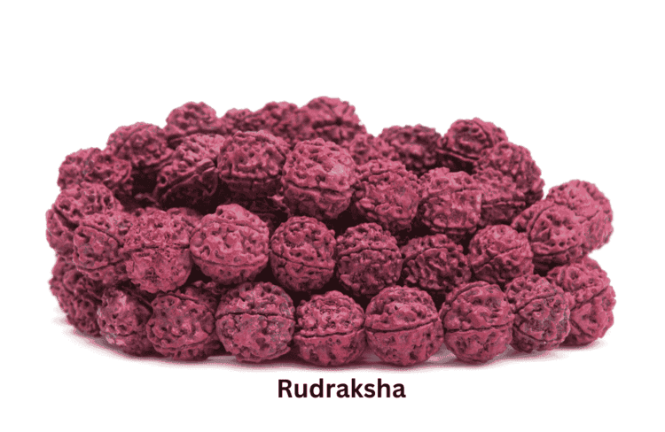 20 Mukhi Rudraksha