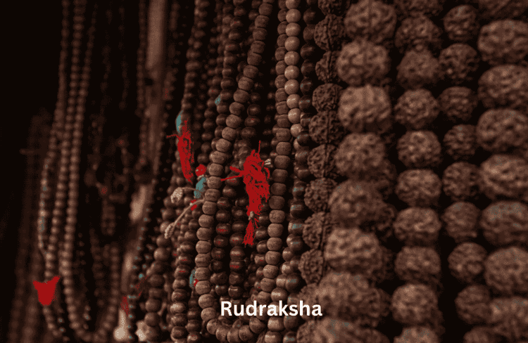 11 Mukhi Rudraksha