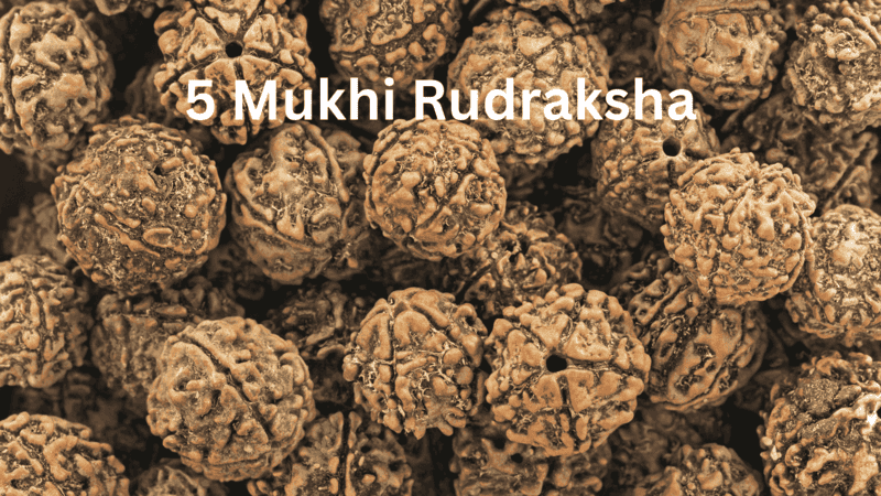 a collection of 5 Mukhi Rudraksha