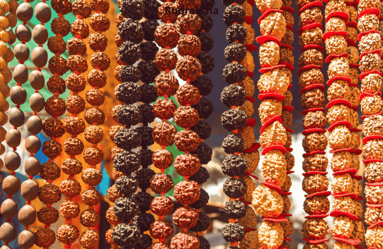 14 Mukhi Rudraksha, 9 Mukhi Rudraksha,