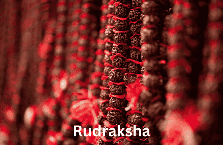 16 Mukhi Rudraksha