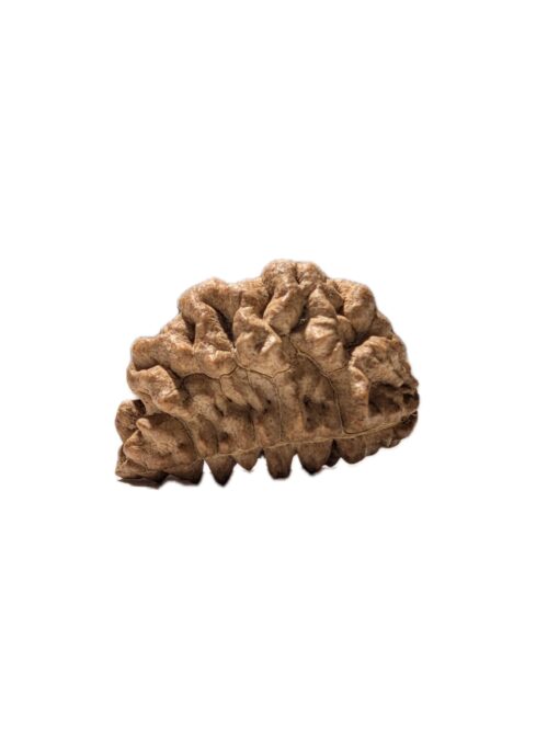 1 Mukhi Rudraksha (Nepali Origin) - Image 3