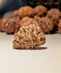 1 Mukhi Rudrasksha Nepal