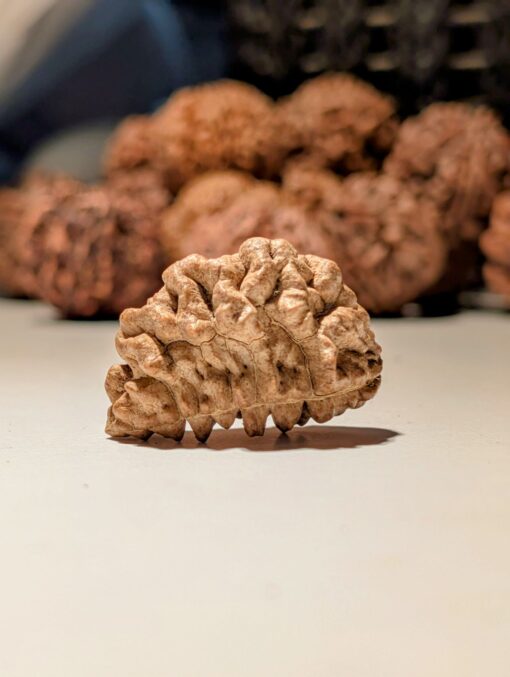 1 Mukhi Rudrasksha Nepal