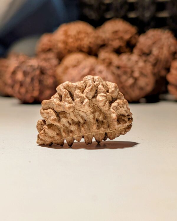 1 Mukhi Rudrasksha Nepal