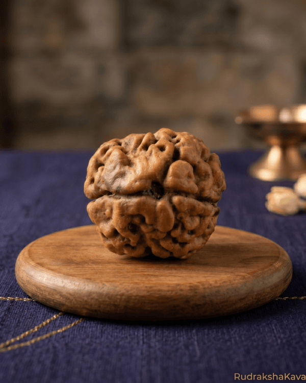 Home 2-Mukhi Nepal Rudraksha -Main